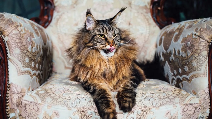 What Is the Average Cost of Buying a Maine Coon Kitten from a Breeder
