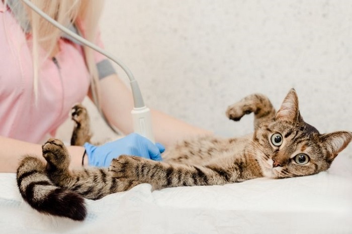 What Are the Benefits of Advanced Diagnostic Technology in Veterinary Clinics