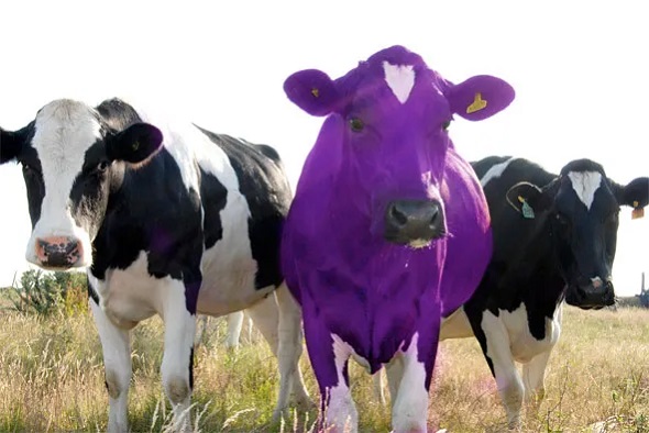 What Does the Purple Cow Meaning Reveal About Consumer Psychology